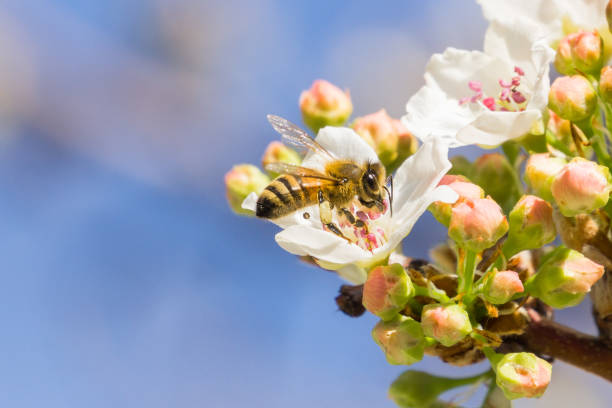 istock Close up of bee on a blooming fruit tree 1092774458