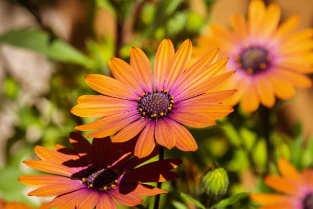 istock Close up of Orange African Daisy (Osteospermum) 1092775608