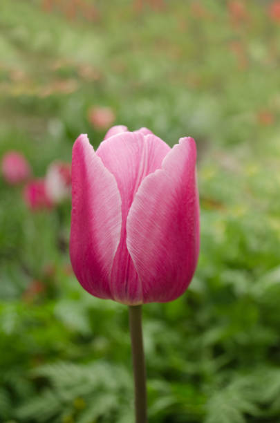 istock Pink and white tulip Mirella 1092775870