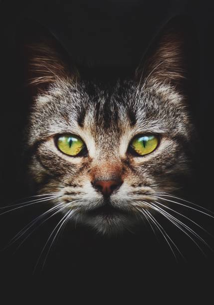 istock beautiful kitten cat portrait in the nature 1092776448