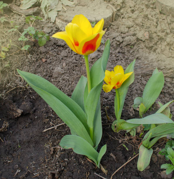 Spring garden with striped  tulips Stresa. Beautiful spring nature.