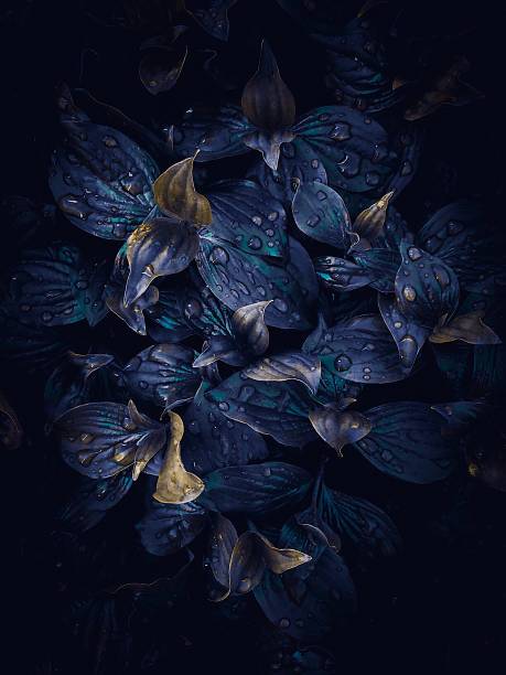 istock abstract blue plant leaves texture in the garden 1092778586
