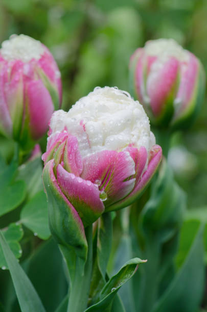 아이스크림 튤립 - ornamental garden multi colored white pink 뉴스 사진 이미지