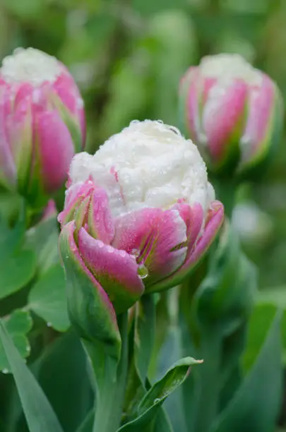 Photo of Ice cream tulip