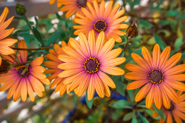 istock Close up of Orange African Daisy (Osteospermum) 1092778894