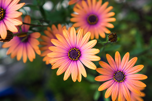 Close up of Orange African Daisy (Osteospermum)