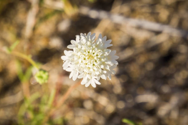 chaenactis fremontii (フリーモントのピンクッションまたは砂漠ピンクッション) のクローズアップワイルドフラワー、アンザボレゴ砂漠州立公園、カリフォルニア - wildflower spring close up daisy ストックフォトと画像