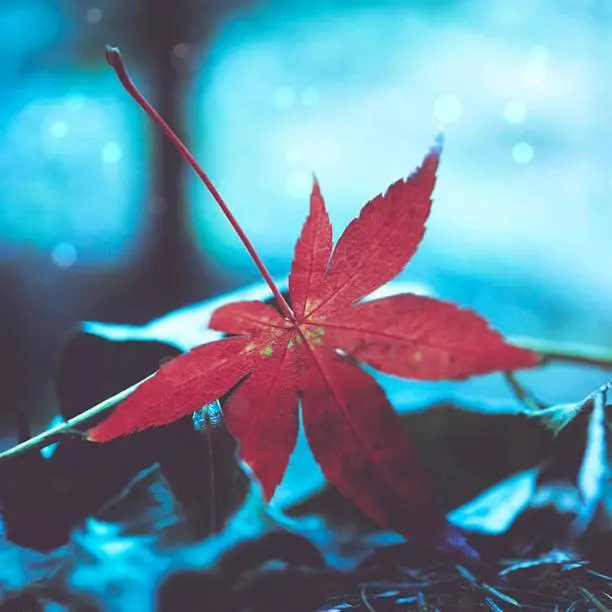 Photo of abstract red plant leaves texture in the garden