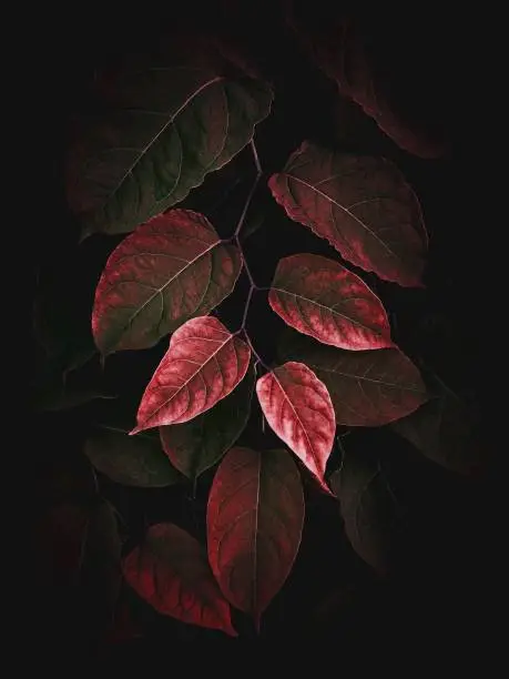 Photo of abstract red plant leaves texture in the garden