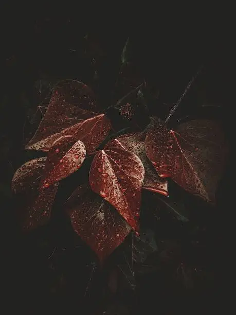 Photo of abstract red plant leaves texture in the garden