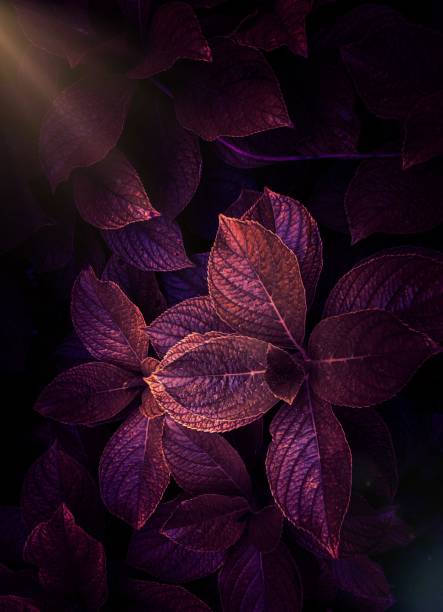 abstract red plant leaves texture in the garden