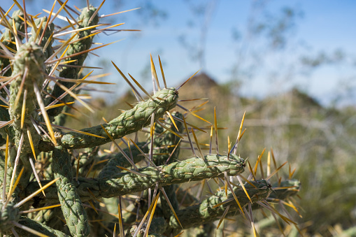 Diamond cholla / branched pencil cholla (Cylindropuntia ramosissima), Joshua Tree National Park, California