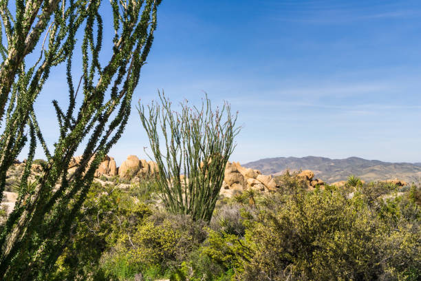 istock Ocotillo (Fouquieria splendens) plants, Joshua Tree National Park, California 1092779646