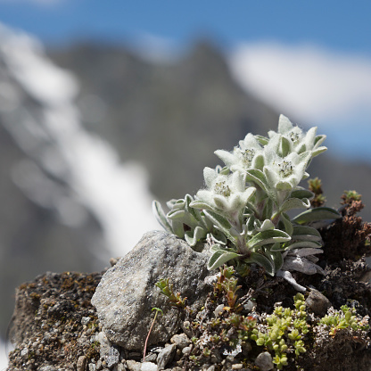Edelweiss (Leontopodium nivale) near Glacier de Corbassiere and Cabane FXB Panossiere.
