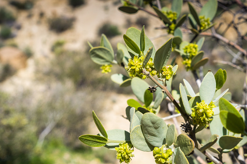 Close up of flowering Jojoba (Simmondsia chinensis) branch, Joshua Tree National Park, California