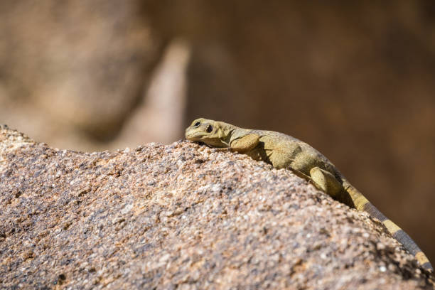 Young Common Chuckwalla (Sauromalus ater) lounging on a rock, Joshua Tree National Park, California Young Common Chuckwalla (Sauromalus ater) lounging on a rock, Joshua Tree National Park, California sauromalus ater stock pictures, royalty-free photos & images