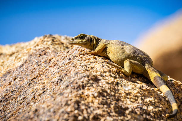 Young Common Chuckwalla (Sauromalus ater) lounging on a rock, Joshua Tree National Park, California Young Common Chuckwalla (Sauromalus ater) lounging on a rock, Joshua Tree National Park, California sauromalus ater stock pictures, royalty-free photos & images
