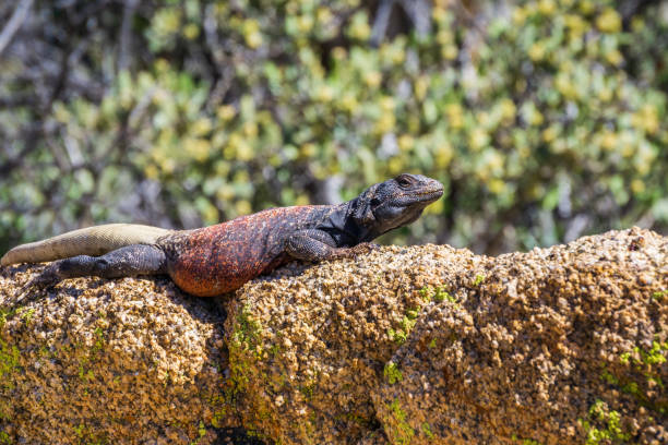 Common Chuckwalla (Sauromalus ater) adult male lounging on a rock, Joshua Tree National Park, California Common Chuckwalla (Sauromalus ater) adult male lounging on a rock, Joshua Tree National Park, California sauromalus ater stock pictures, royalty-free photos & images