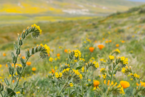 Close up of Fiddleneck (Amsinckia tesselata) wildflowers blooming on the hills, California