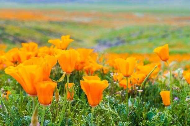 Close up of California Poppies (Eschscholzia californica) during peak blooming time, Antelope Valley California Poppy Reserve Close up of California Poppies (Eschscholzia californica) during peak blooming time, Antelope Valley California Poppy Reserve california golden poppy stock pictures, royalty-free photos & images