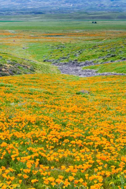 Photo of Fields of California Poppy (Eschscholzia californica) during peak blooming time, Antelope Valley California Poppy Reserve