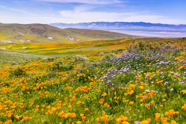 wildflowers blooming on the hills in springtime, california - poppy field imagens e fotografias de stock