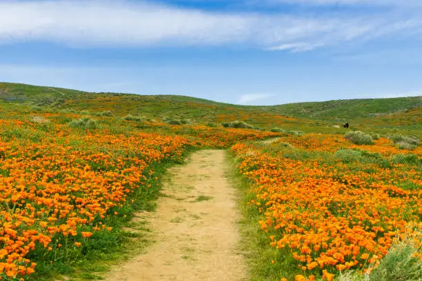 Photo of Trail on the hills of Antelope Valley California Poppy Reserve during blooming time
