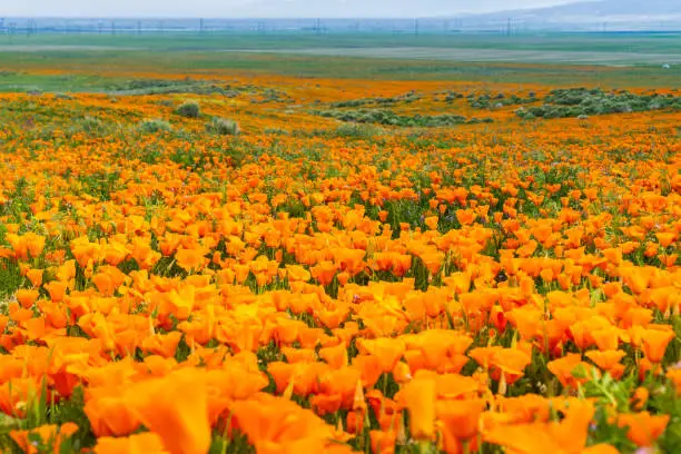 Photo of Fields of California Poppy (Eschscholzia californica) during peak blooming time, Antelope Valley California Poppy Reserve