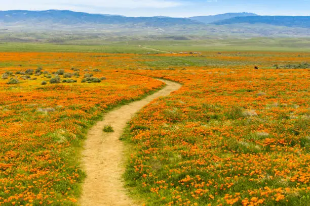 Photo of Trail on the hills of Antelope Valley California Poppy Reserve during blooming time