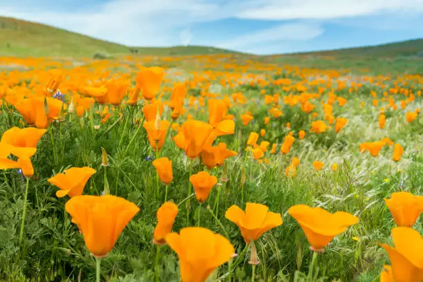 Photo of Fields of California Poppy (Eschscholzia californica) during peak blooming time, Antelope Valley California Poppy Reserve