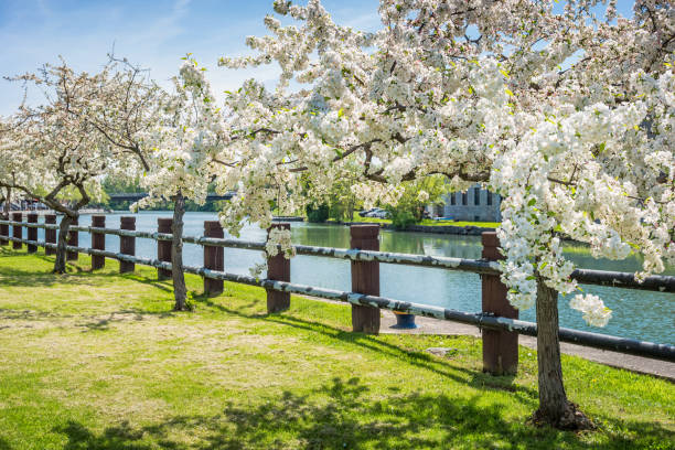 Cherry blossom in Seneca Falls New York State USA Stock photograph of a row blossoming cherry trees along the Cayuga–Seneca Canal in Seneca Falls New York State USA on a sunny day. finger lakes stock pictures, royalty-free photos & images