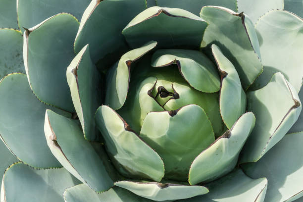 istock Aerial view of agave plant 1092784414