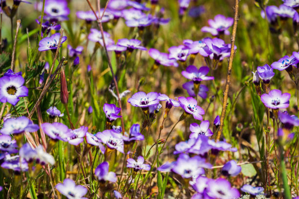 istock Gilia wildflowers blooming on a meadow 1092784914