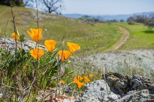 California Poppies (Eschscholzia californica) growing among rocks, blurred trail going uphill in the background, California; selective focus