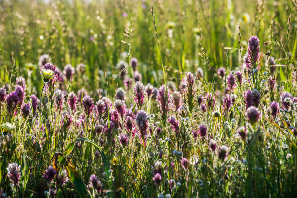 koniczyna sowy (castilleja exserta) kwitnąca wśród wysokiej trawy - owl clover zdjęcia i obrazy z banku zdjęć