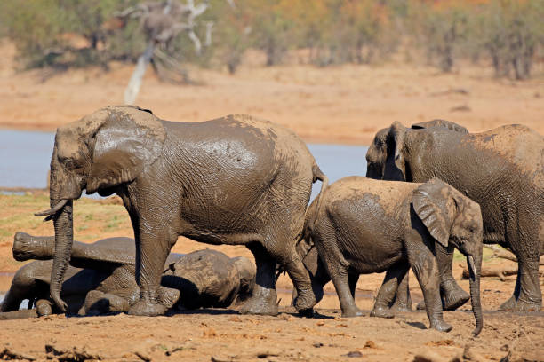 istock African elephants at a waterhole 1092787500