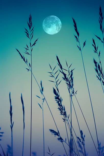 istock sun and flowers in the nature sunset 1092788100