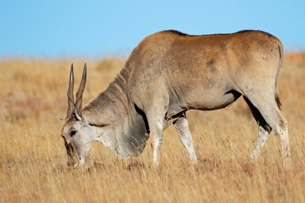 antílope eland alimentación en praderas - eland fotografías e imágenes de stock
