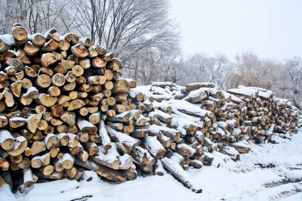 istock Firewood in a winter warehouse 1092790538
