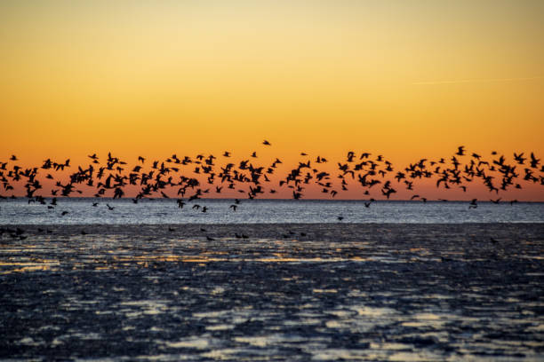 istock dramatic red sunset over the frozen sea on the beach 1092790784
