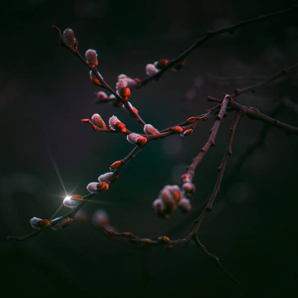 colorful abstract tree branches in the nature