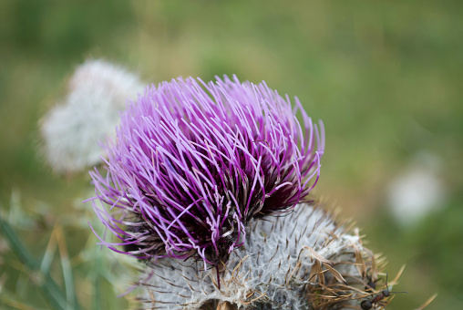 Purple and white thistle like flower.
