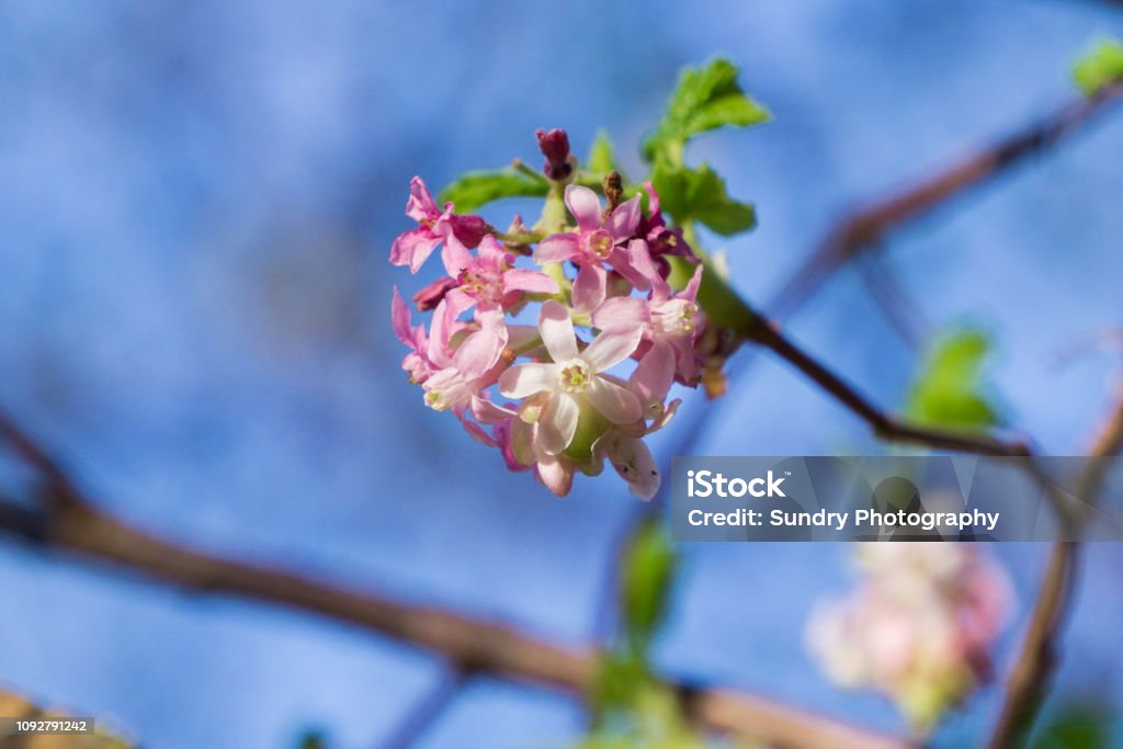Pink flowering currant ( Ribes sanguineum glutinosum) Pink flowering currant ( Ribes sanguineum glutinosum), California Blue Stock Photo