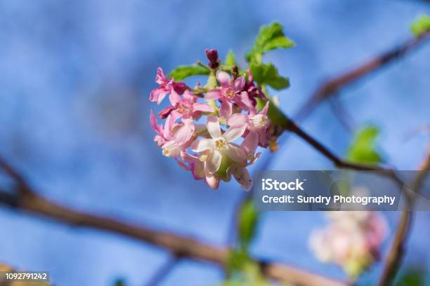 Pink Flowering Currant Stock Photo - Download Image Now