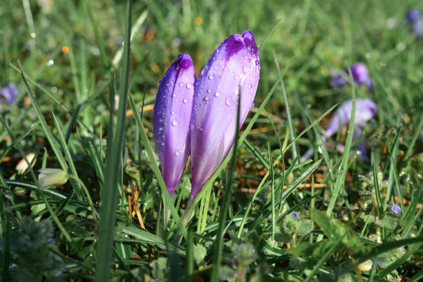 2 fioletowe kwiaty ogarnięte w deszczu - san valentino zdjęcia i obrazy z banku zdjęć