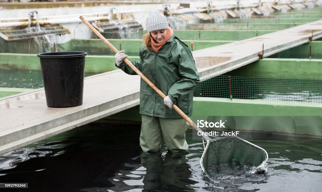 Frauen stehen in Fish Tank Angeln auf Stör mit Kescher - Lizenzfrei Fischzuchtgewässer Stock-Foto