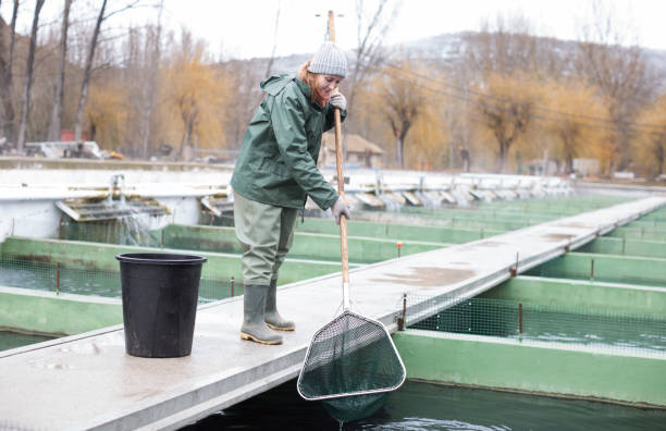 istock Woman catching fish with landing net on sturgeon farm 1092793252