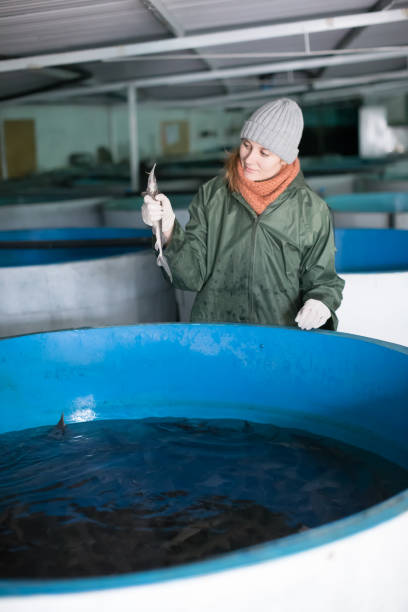 istock Female inspecting young sturgeon on fish farm 1092793288