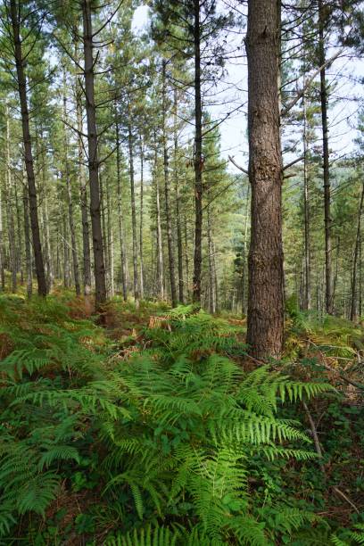 istock green trees in the forest in the mountain 1092793880