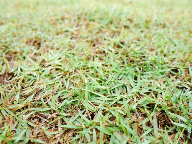 istock The footpath is full of weeds 1092797750